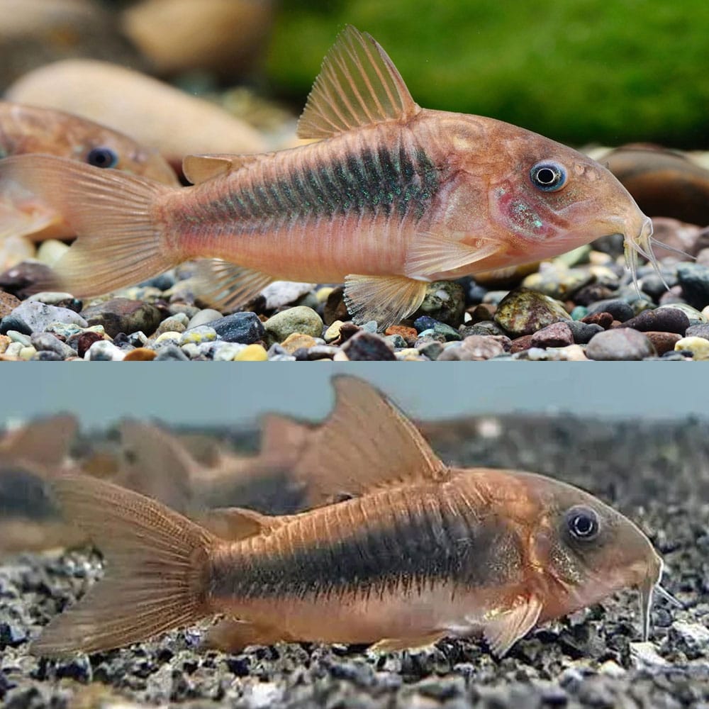 Corydora - Bronze (Corydoras aeneus)