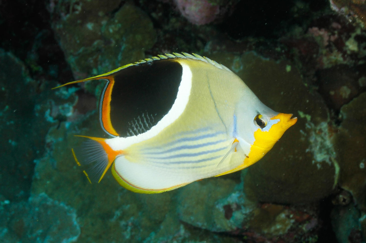 Butterflyfish - Saddled (Chaetodon ephippium)