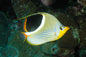 Butterflyfish - Saddled (Chaetodon ephippium)