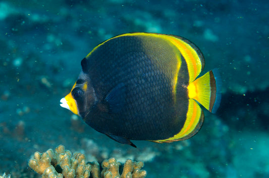 Butterflyfish - Black(Chaetodon flavirostris) RARE