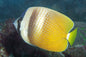 Kleins Butterflyfish (Chaetodon Kleinii)