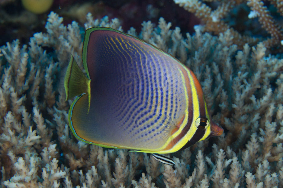 Butterflyfish - Triangular (Chaetodon Baronessa)