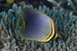 Butterflyfish - Triangular (Chaetodon Baronessa)