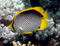 Butterflyfish - Blackback (Chaetodon melannotus)