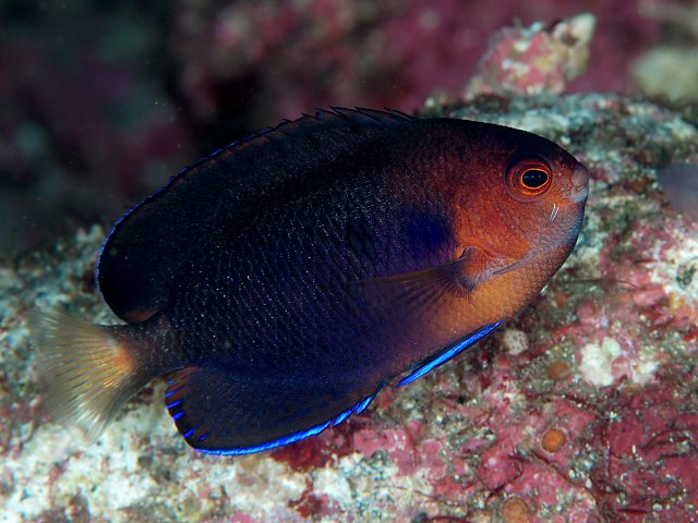 Angelfish White Tail Pygmy