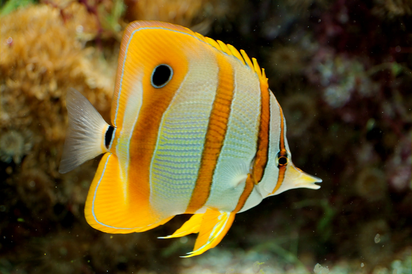 Butterflyfish - Copperband