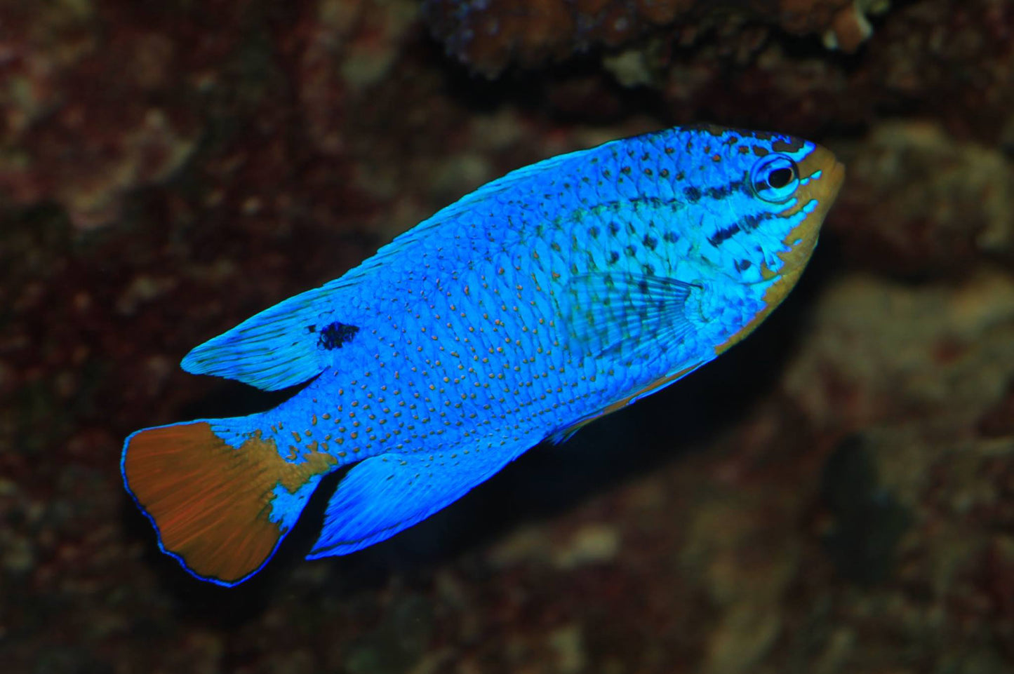 Damselfish - Orange Tail Blue (Chrysiptera cyanea)