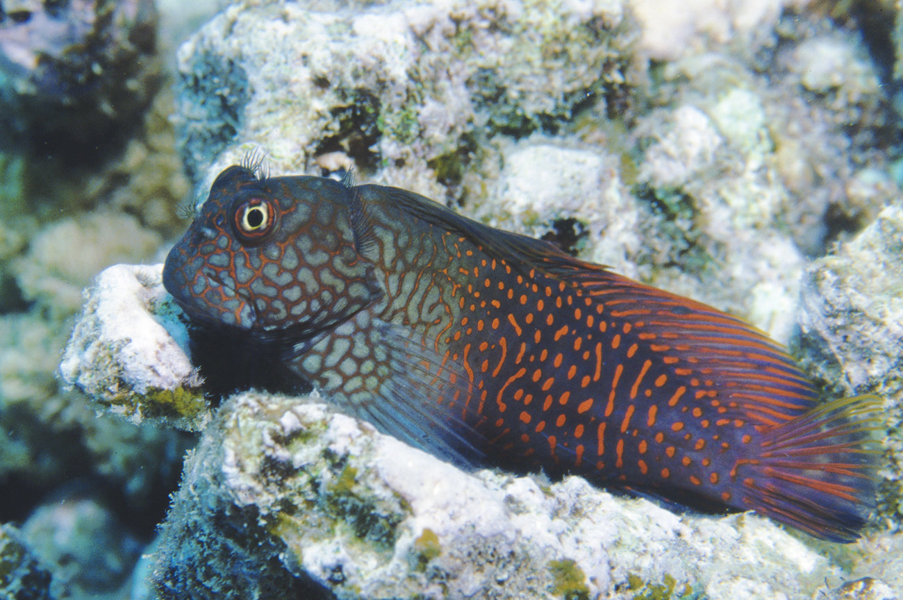 Blenny - Ember (Cirripectes stigmaticus)