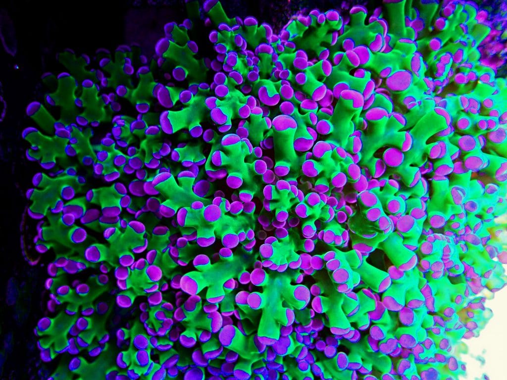 Frogspawn Corals (Euphyllia divisa)