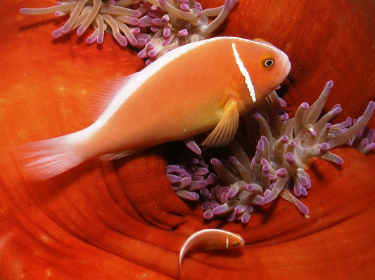 Clownfish - Pink Skunk (Amphiprion perideraion) Single