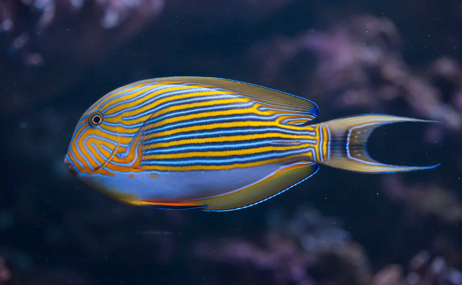Marine Tangs – Aquarium Gallery
