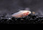 Corydora - Pygmy (Corydoras pygmaeus)