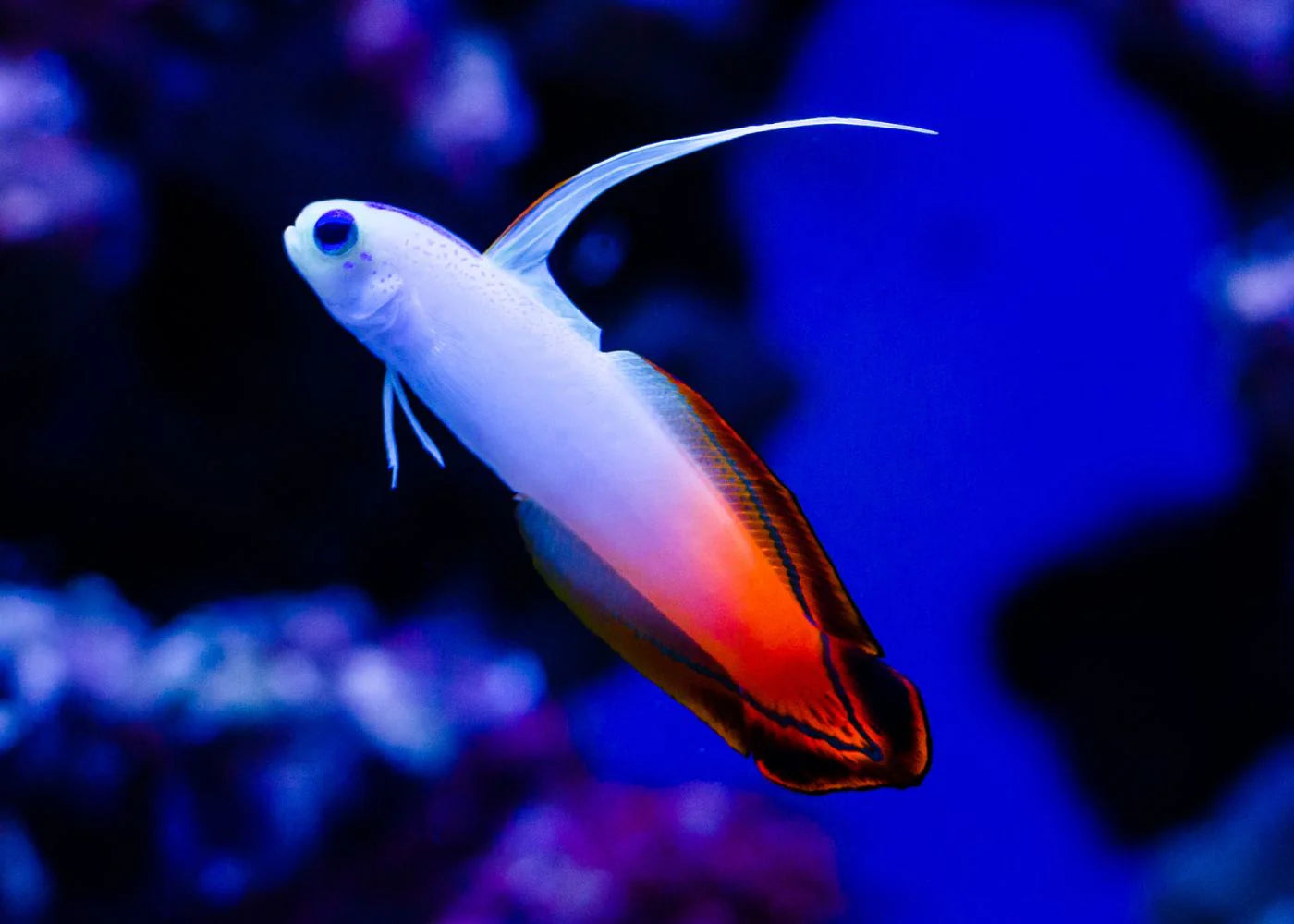 Goby Fire Tail/Dartfish (Nemateleotris magnifica)