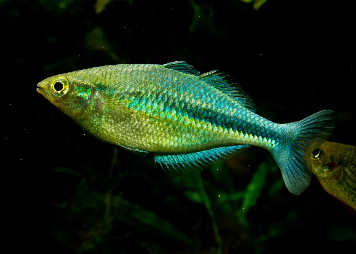 Turqoise Fish Rainbowfish - Turquoise/Lake Kutubu (Melanotaenia lacustris) – Aquarium ...