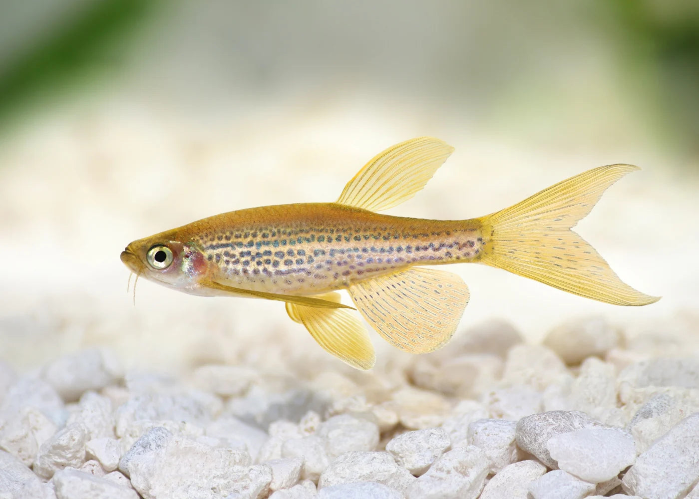 Danio - Leopard (Danio rerio) - Various