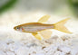 Danio - Leopard (Danio rerio) - Various