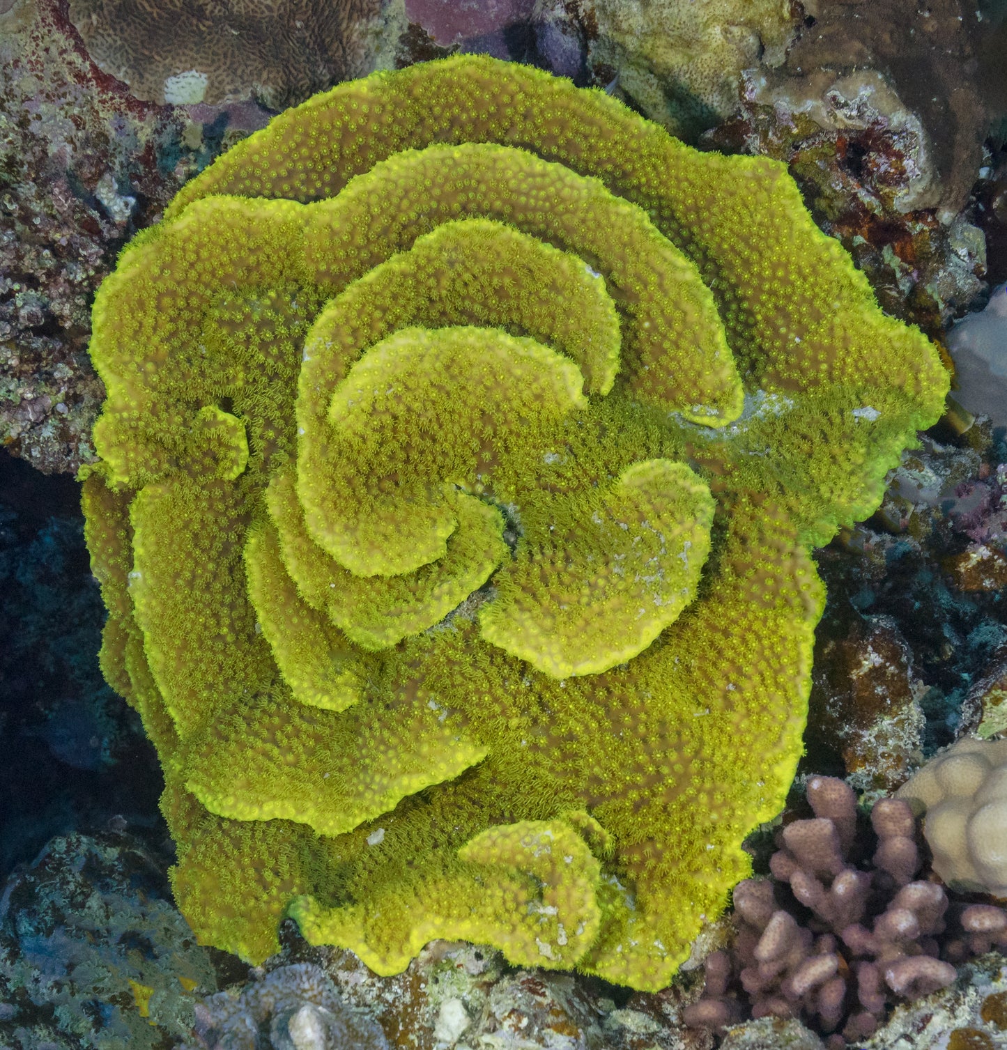Pagoda Cup Corals (Turbinaria sp.)