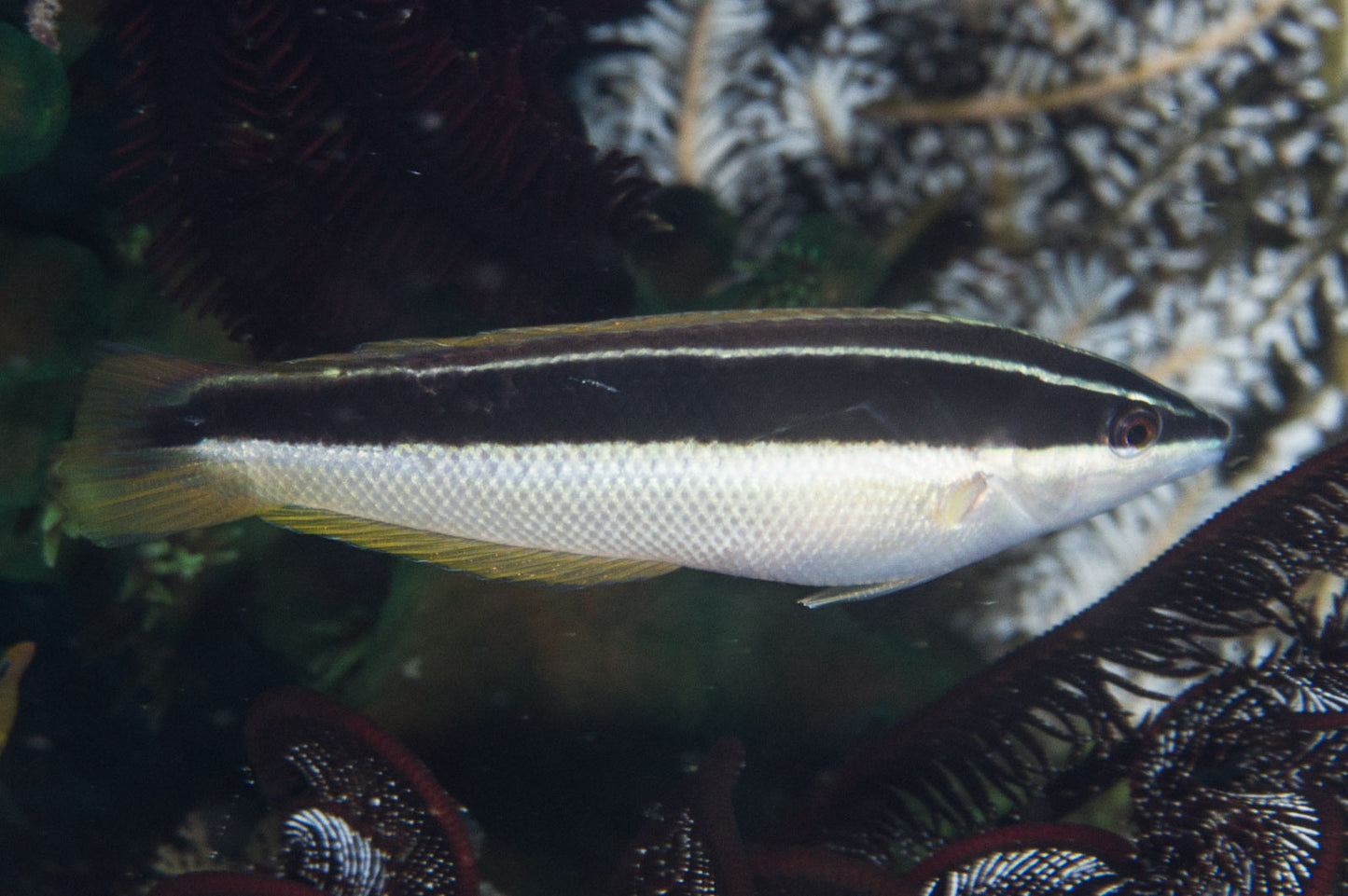 Wrasse - Pixie (Coris pictoides)