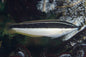 Wrasse - Pixie (Coris pictoides)