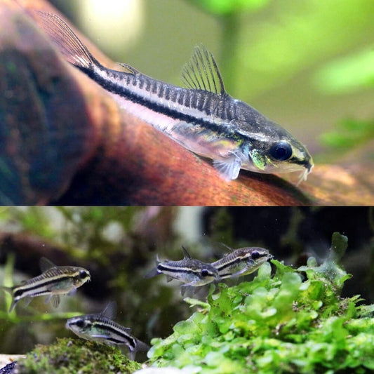 Corydora - Pygmy (Corydoras pygmaeus)