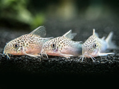 Corydora - Similis