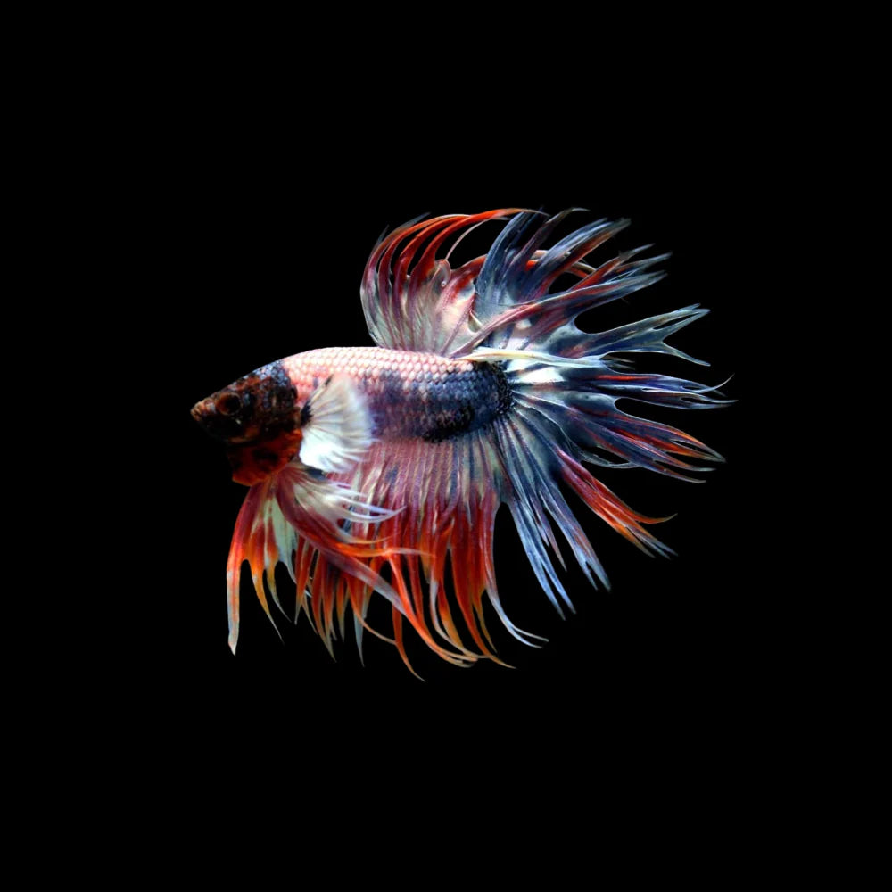Betta Crowntail Male - Assorted