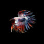 Betta Crowntail Male - Assorted