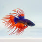 Betta Crowntail Male - Assorted