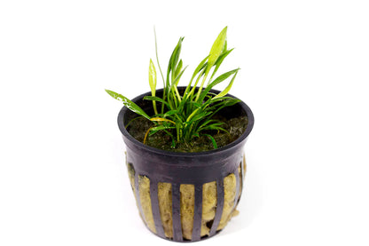 Cryptocoryne parva "Rare"