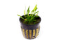 Cryptocoryne parva "Rare"