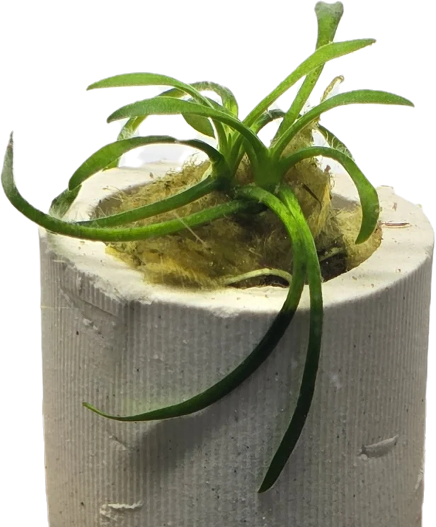 Cryptocoryne parva "Rare"