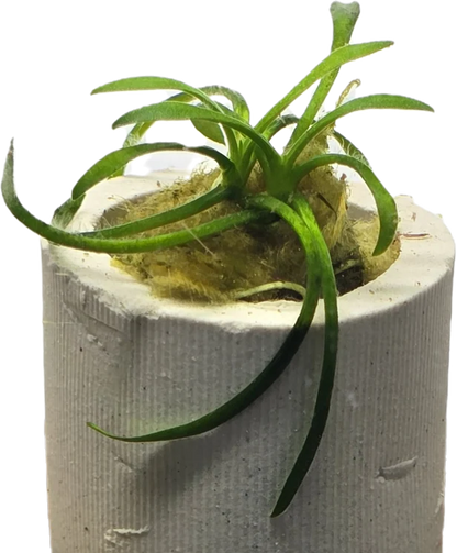 Cryptocoryne parva "Rare"