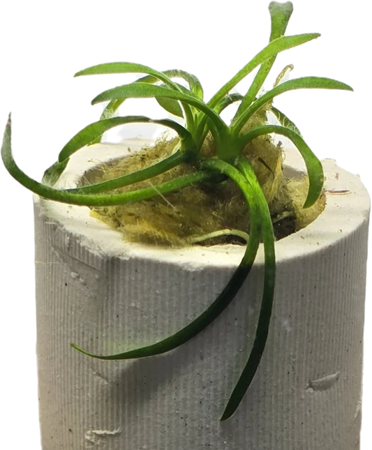 Cryptocoryne parva "Rare"