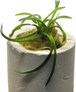 Cryptocoryne parva "Rare"