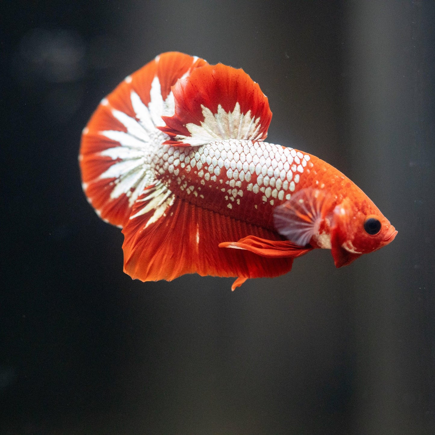 Betta PKHM Galaxy, Fancy and Koi Males - Assorted