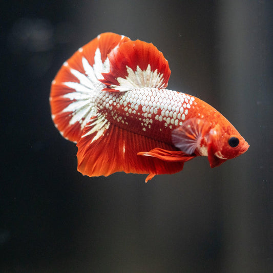 Betta PKHM Galaxy, Fancy and Koi Males - Assorted