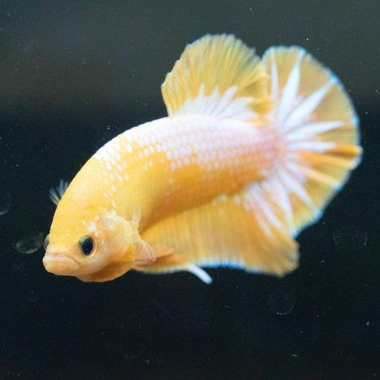 Betta PKHM Star Tail Male
