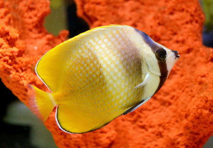 Kleins Butterflyfish (Chaetodon Kleinii)