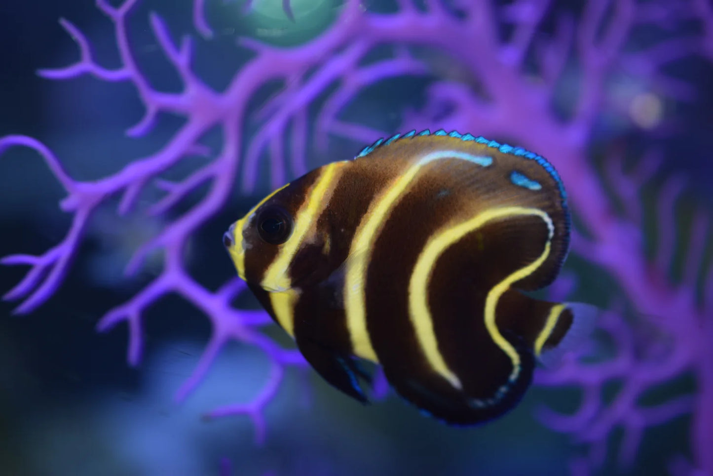 Angelfish Cortez (Special Order) "Very Rare"