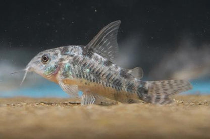 Corydora - Peppered (Corydoras paleatus) - various