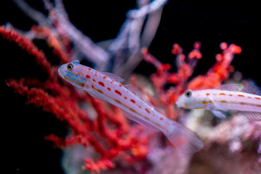 Gobin Bay Marine Gobies – Aquarium Gallery