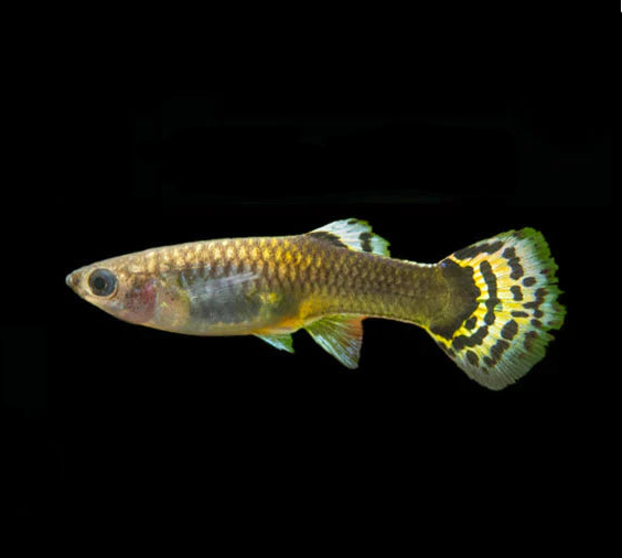 Guppy Female - various