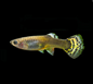 Guppy Female - various