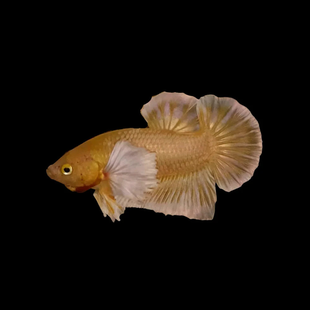 Betta Dumbo Male - Assorted