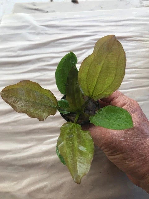 Echinodorus 'AC Sunrise' Sword