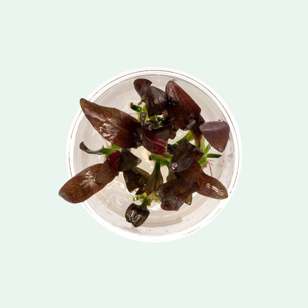 TC Echinodorus Fancy Twist