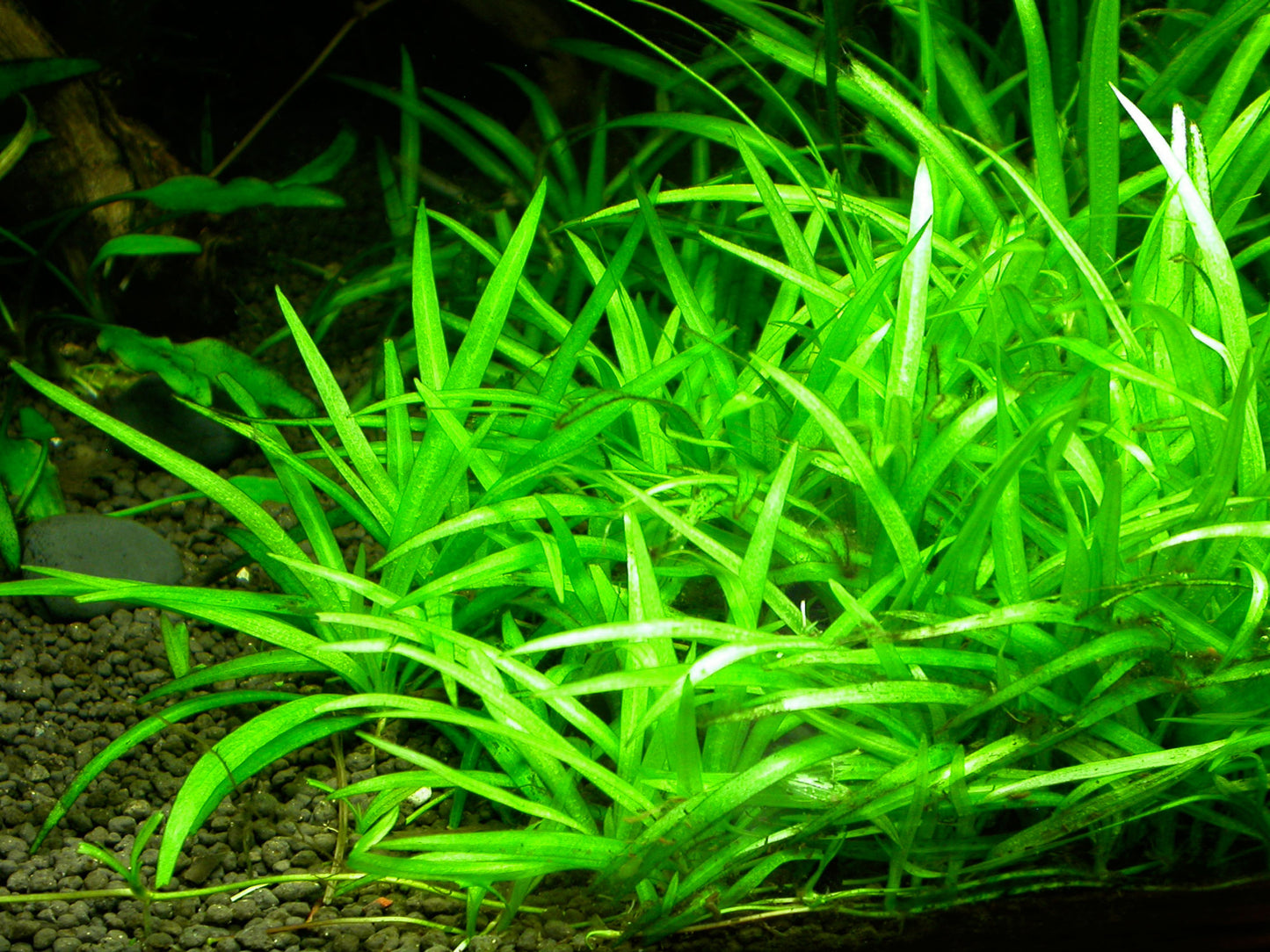 Echinodorus quadricostatus 'Broad Leaf Chain' Sword