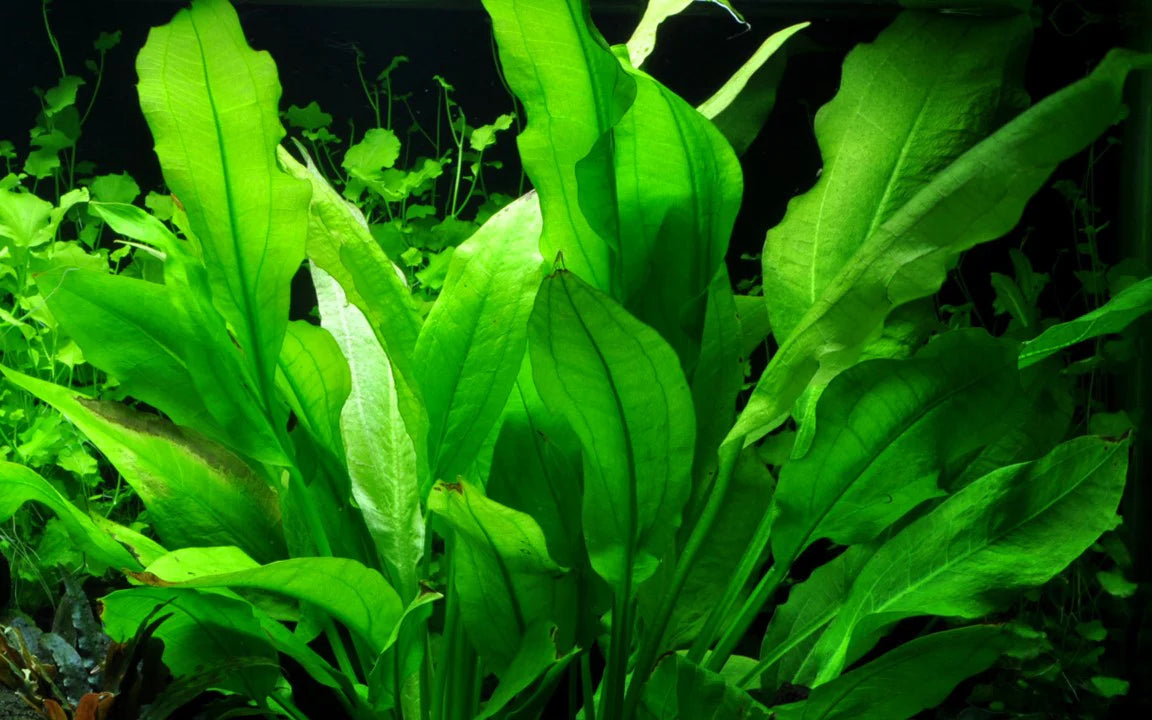 Echinodorus 'Bleheri' Sword