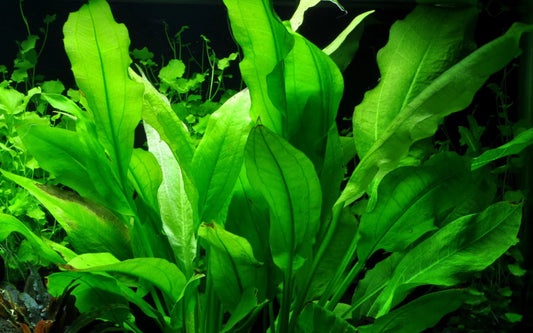 Echinodorus 'Bleheri' Sword