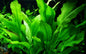 Echinodorus 'Bleheri' Sword